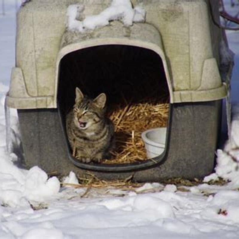 How Do Feral Cats Survive Extreme Cold DIY Seattle