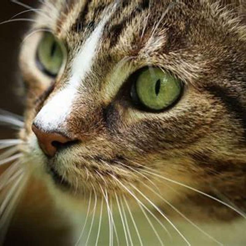 How do I find my cats whiskers?