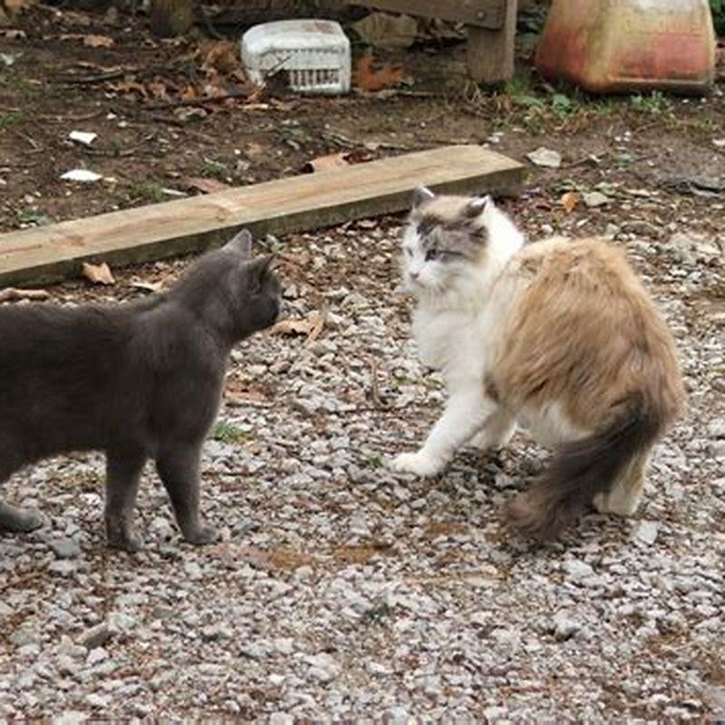 How do I get my cat to acclimate to each other?