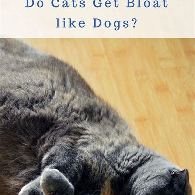 How do I get my dog to like cats?