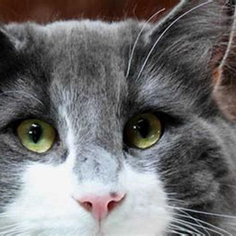 How do I get rid of my cats eye discharge?