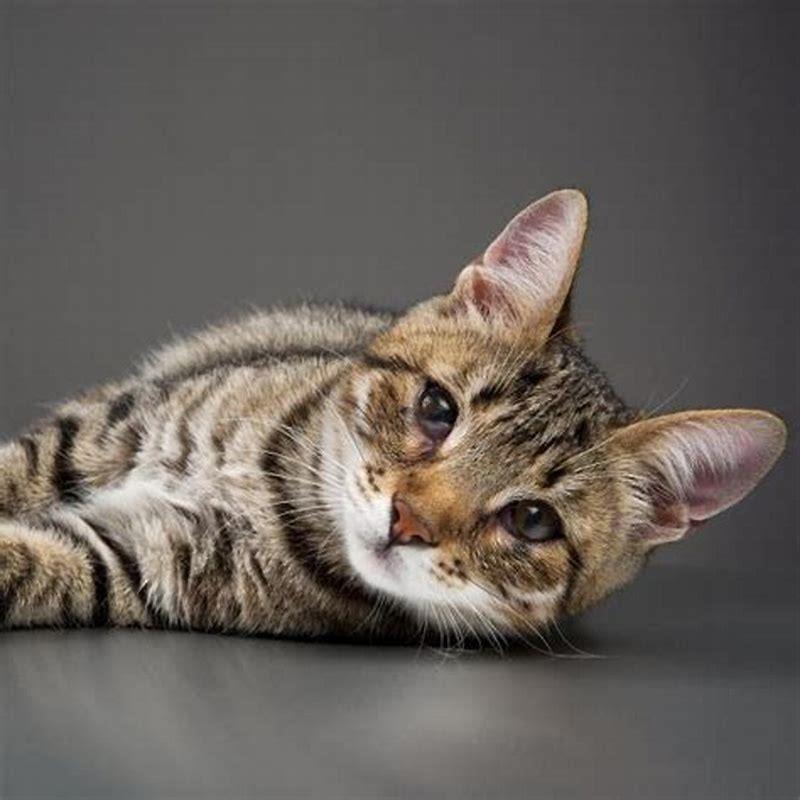 How do I get rid of my cats third eyelid?