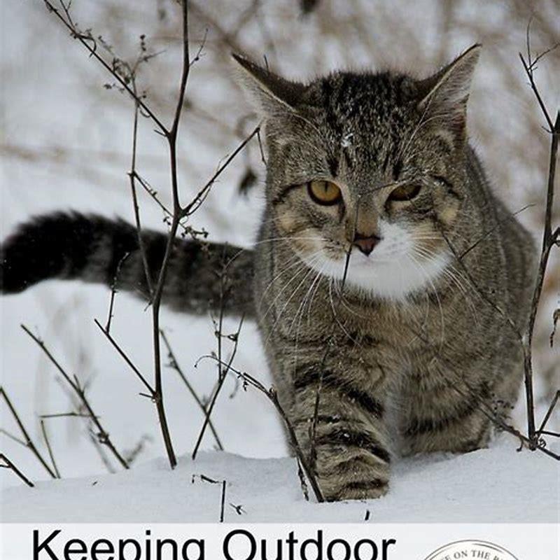 How do I keep my outside cat warm?