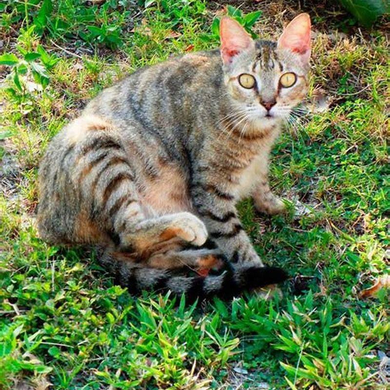 How do I keep stray cats out of my yard?