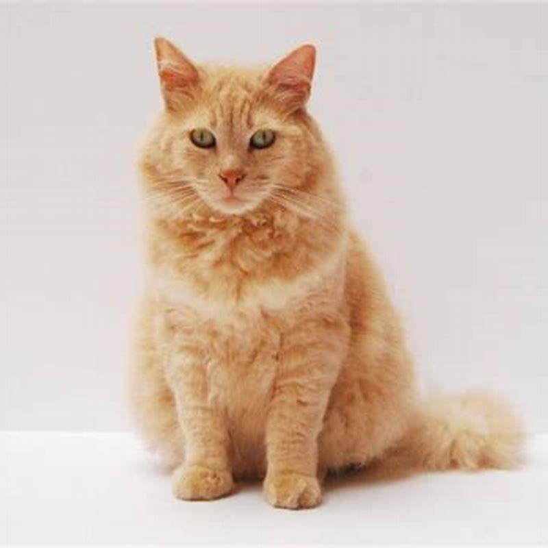 How Do I Know If My Cat Is Breathing Normal DIY Seattle
