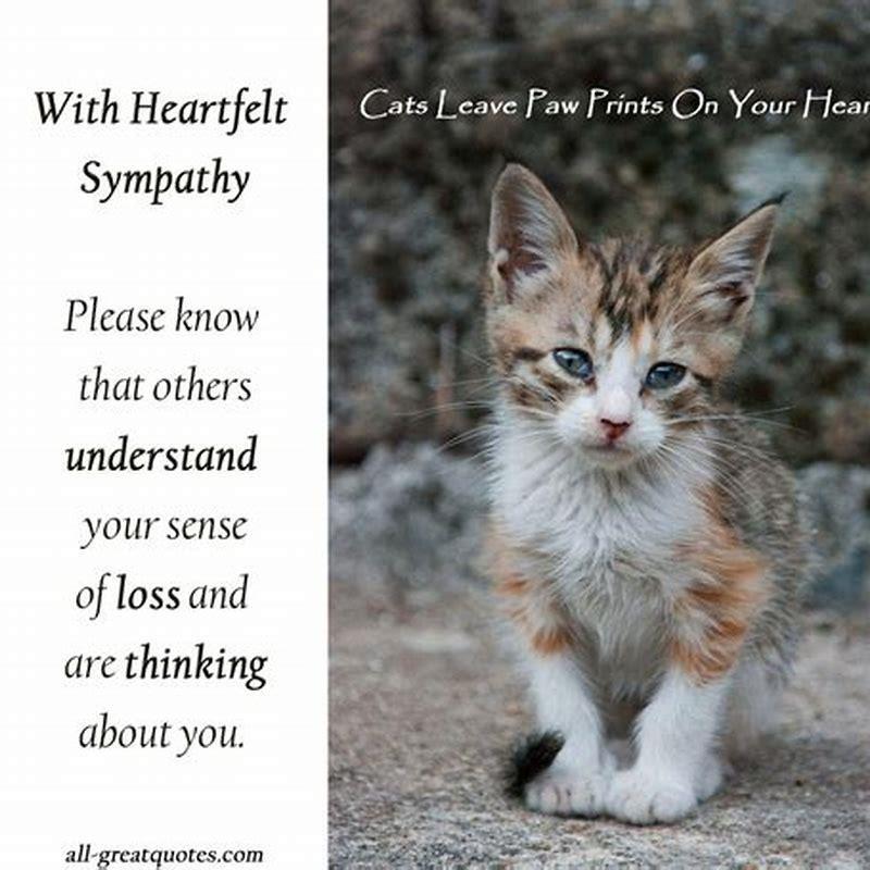 How do I know if my cat is grieving?
