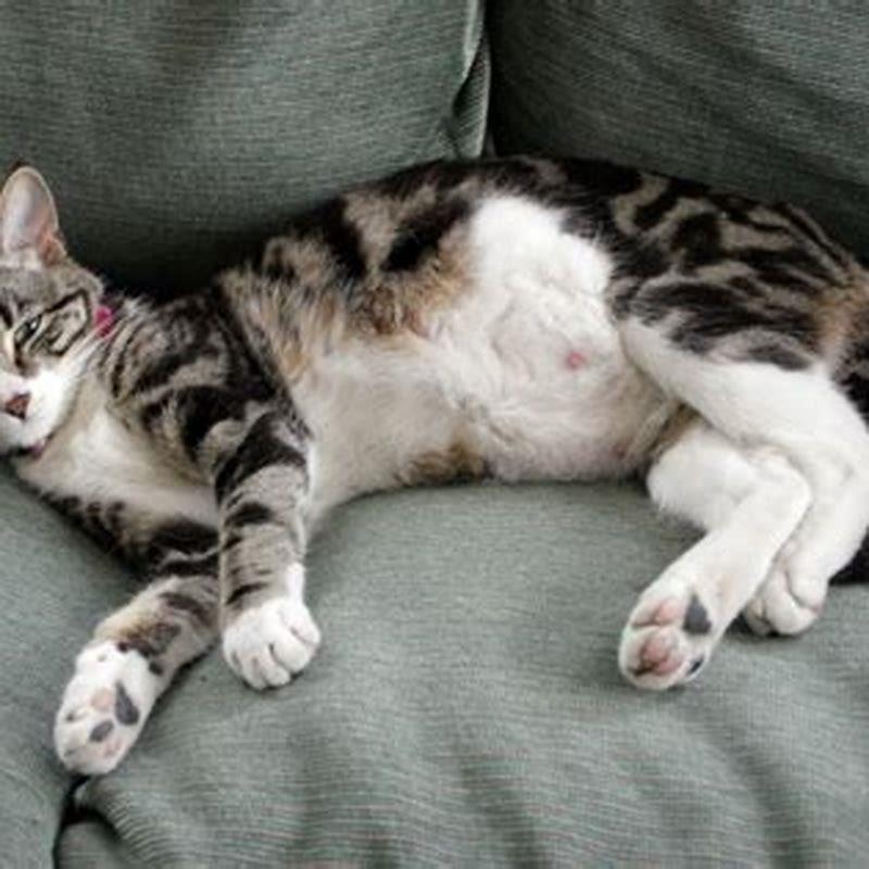 How do I know when my cats ready to give birth?