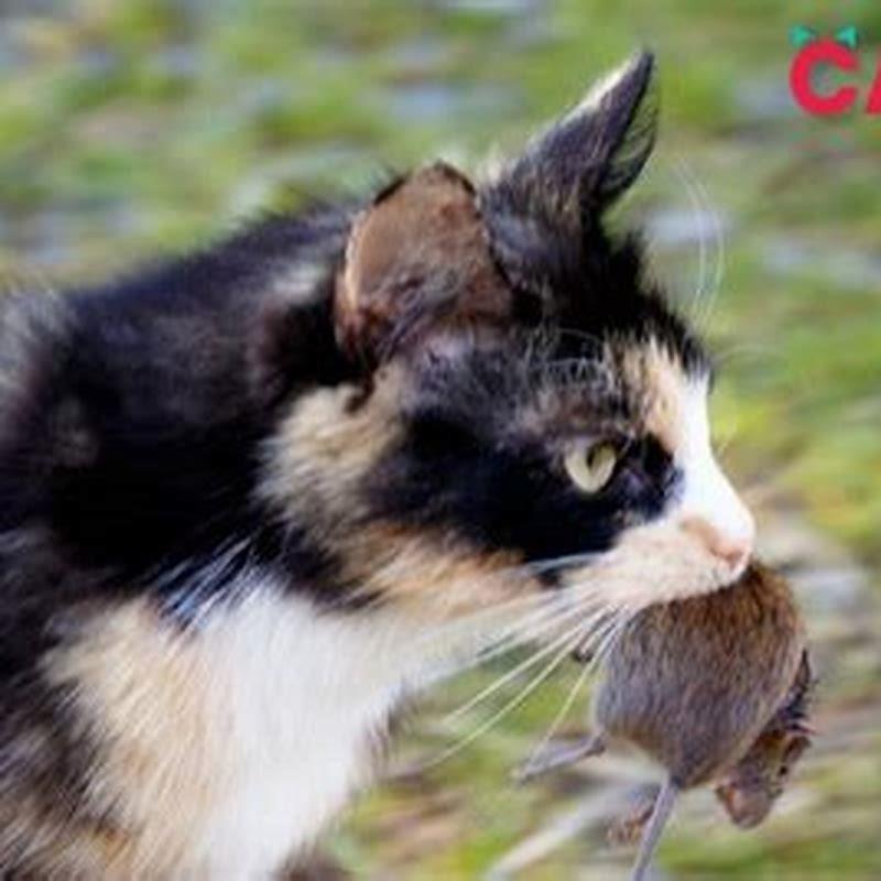 How do I stop my cat bringing home dead animals?