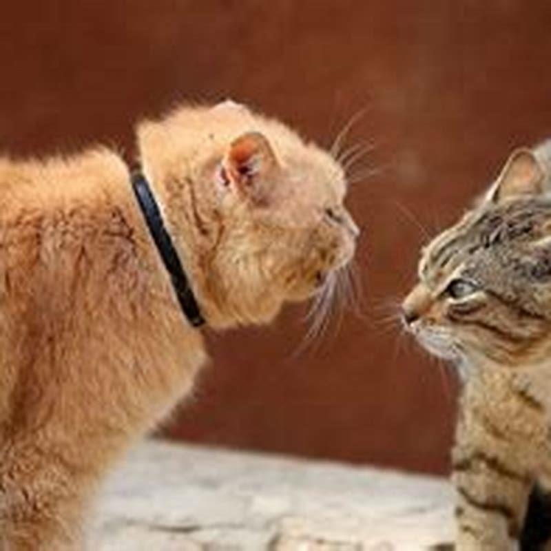 How do I stop my cat from dominating other cats?