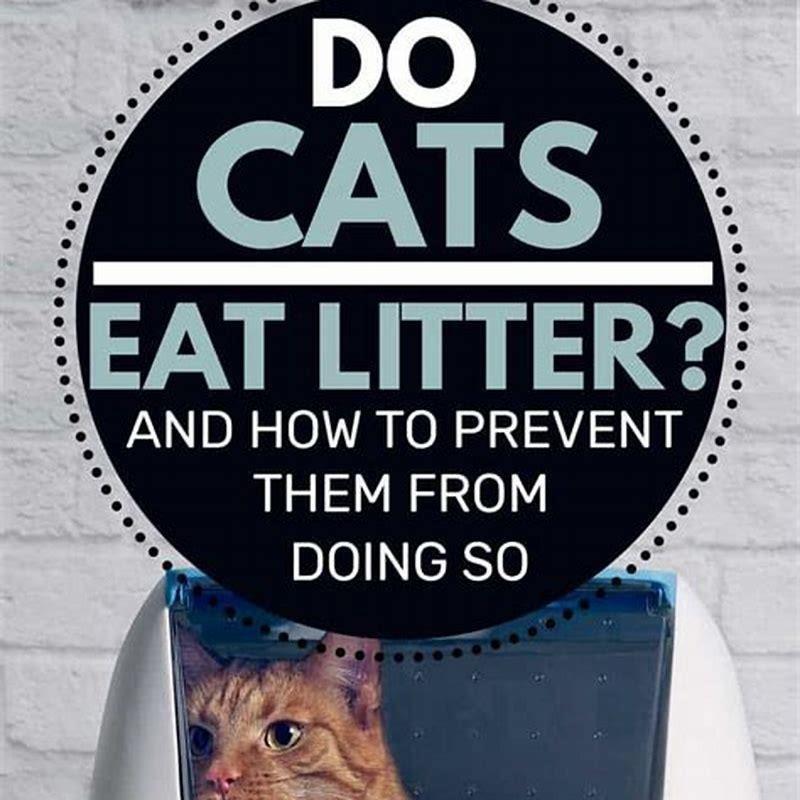 How do I stop my cat from eating cat litter?