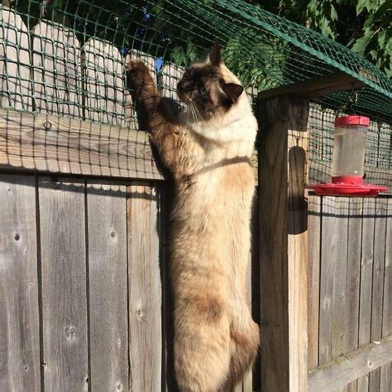 How do I stop my cat from jumping on my back?