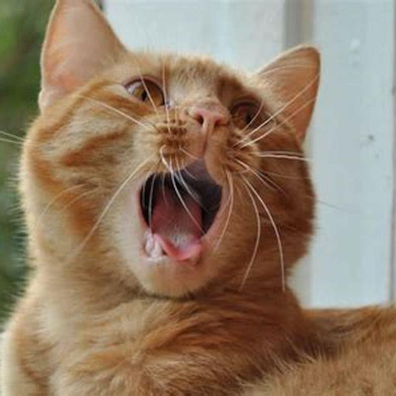 How do I stop my cat from meowing when in heat?
