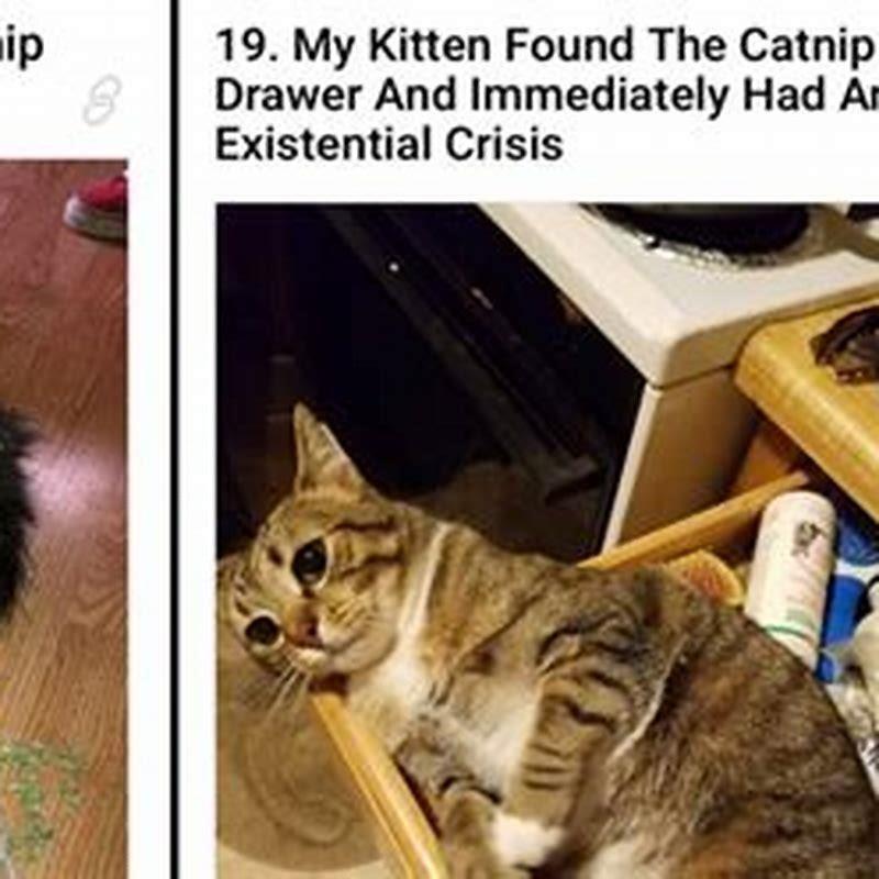 How do I stop my cat from tripping?