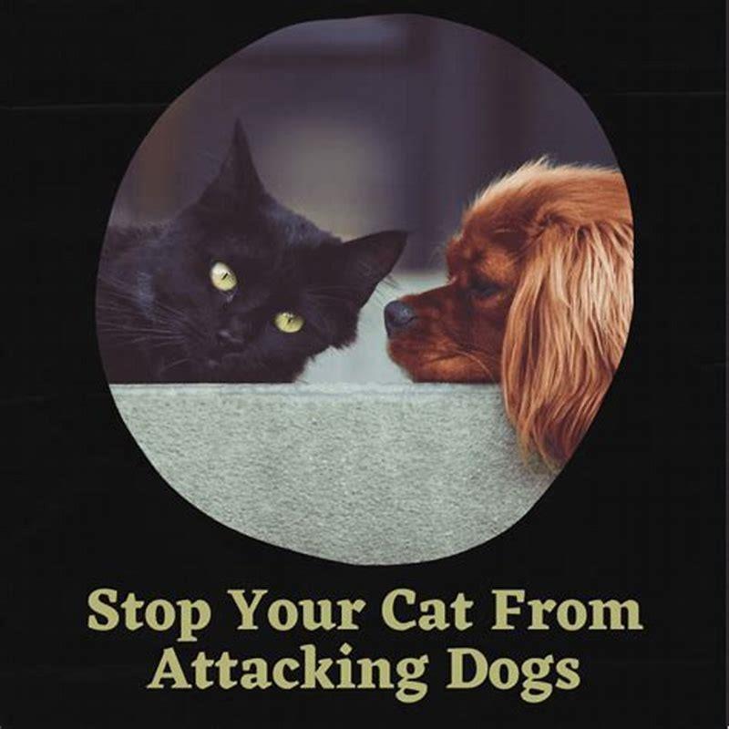 how-do-i-stop-my-dog-from-hating-my-cat-diy-seattle