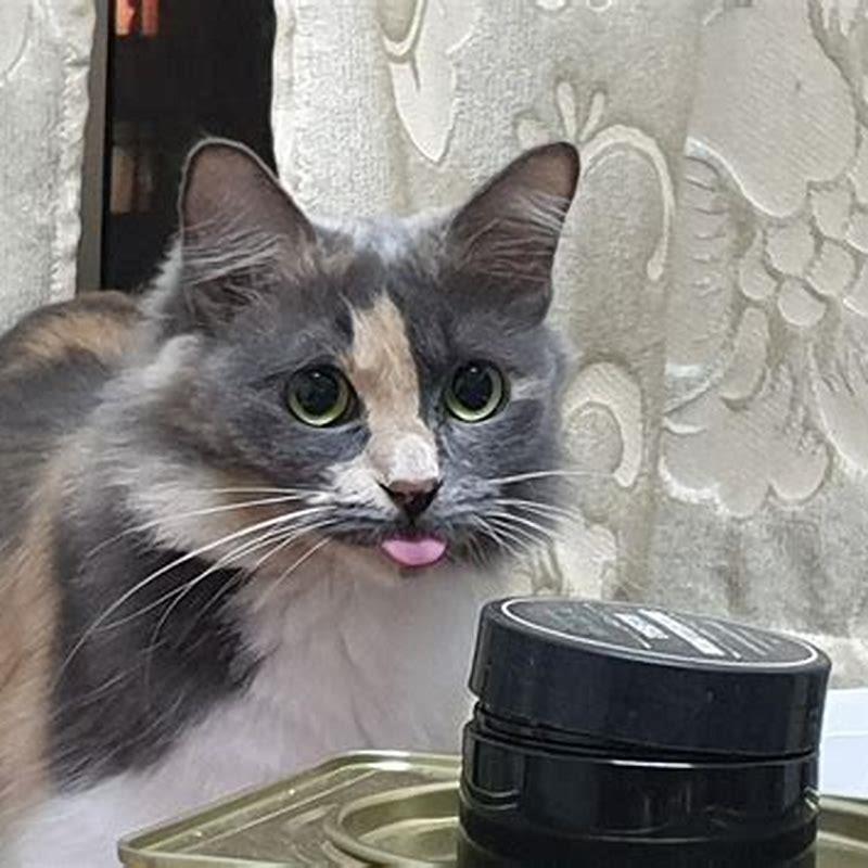How do I tell what breed my cat is?