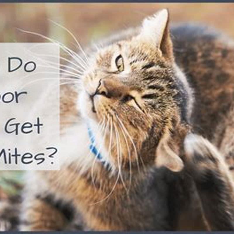 How do indoor cats get mites? - DIY Seattle