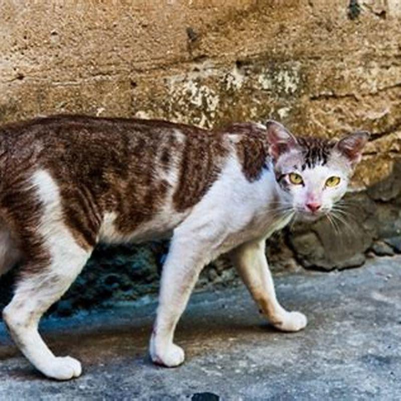 How do most feral cats die?