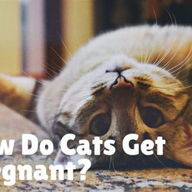 How do pregnant cats act towards other cats? - DIY Seattle