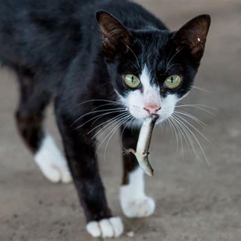 How do stressed cats act?