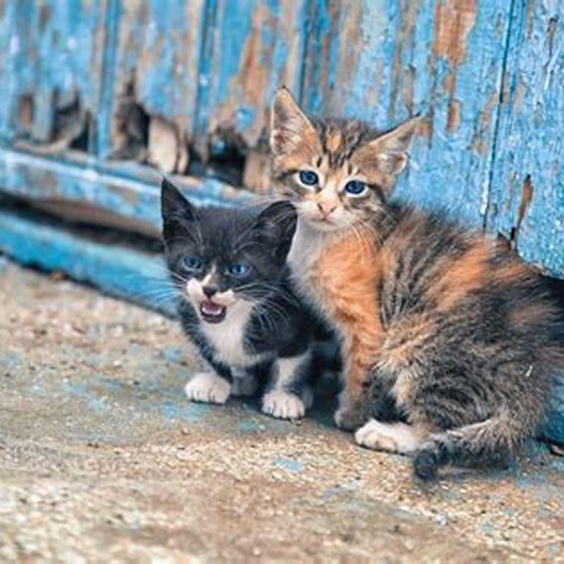 How do you attract a feral cat?