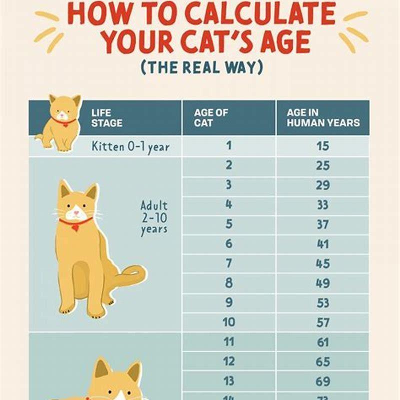 How Do You Calculate Cats Age DIY Seattle