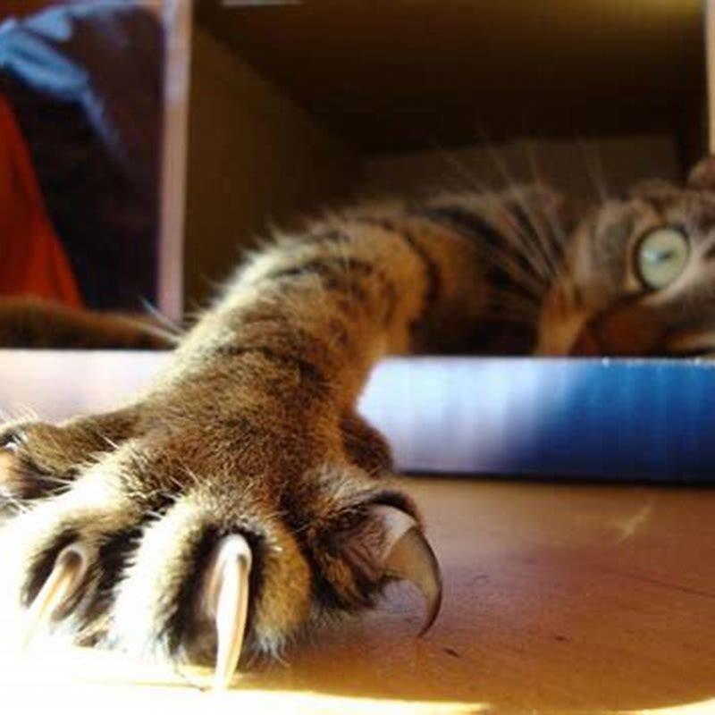 How do you cap a cats claws?