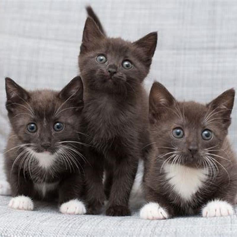 How do you foster a kitten?