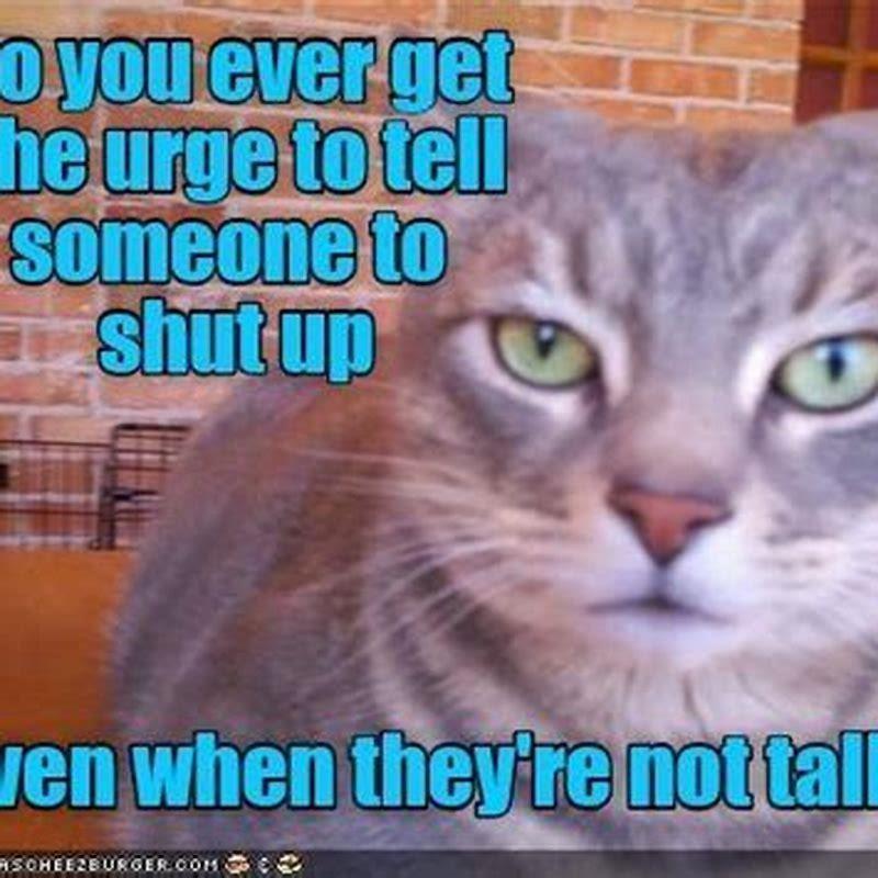 How do you get a cat to shut up?