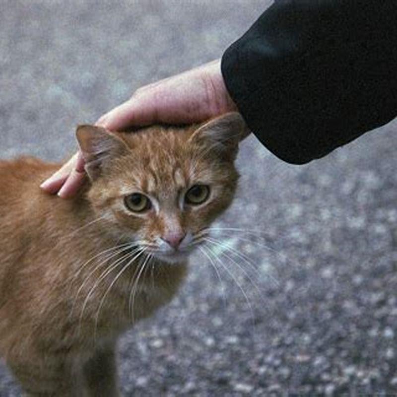 how-do-you-get-a-stray-cat-attention-diy-seattle