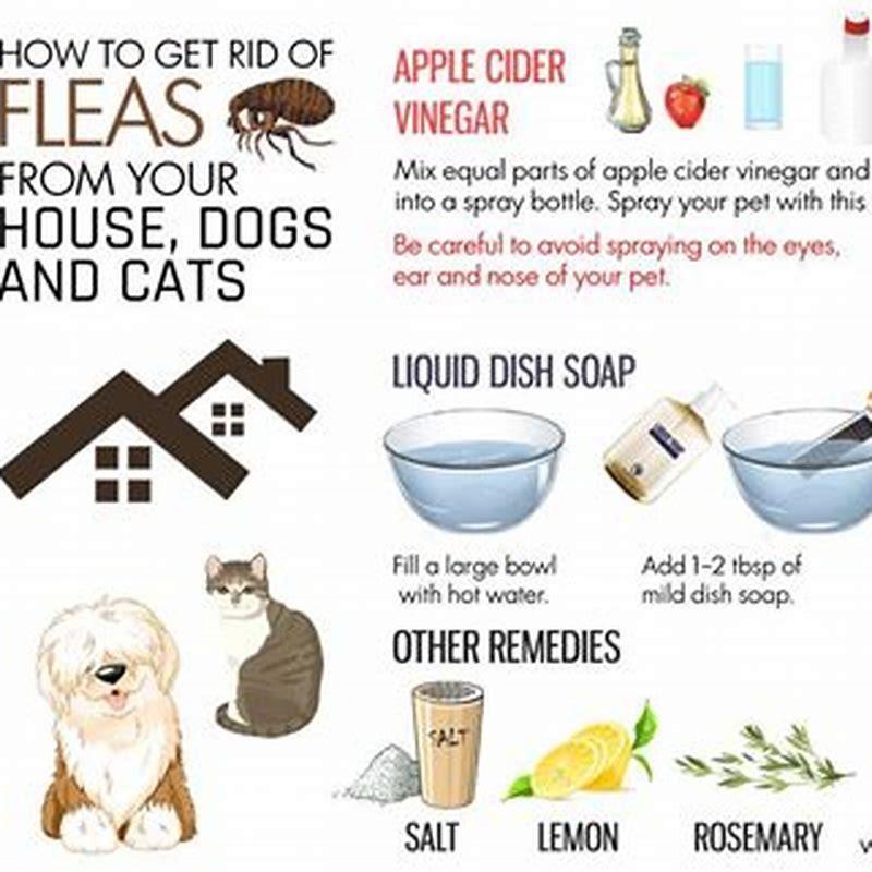 how-do-you-get-rid-of-cats-around-your-house-diy-seattle