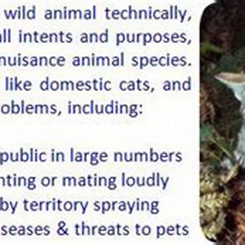 How do you get rid of stray male cats?