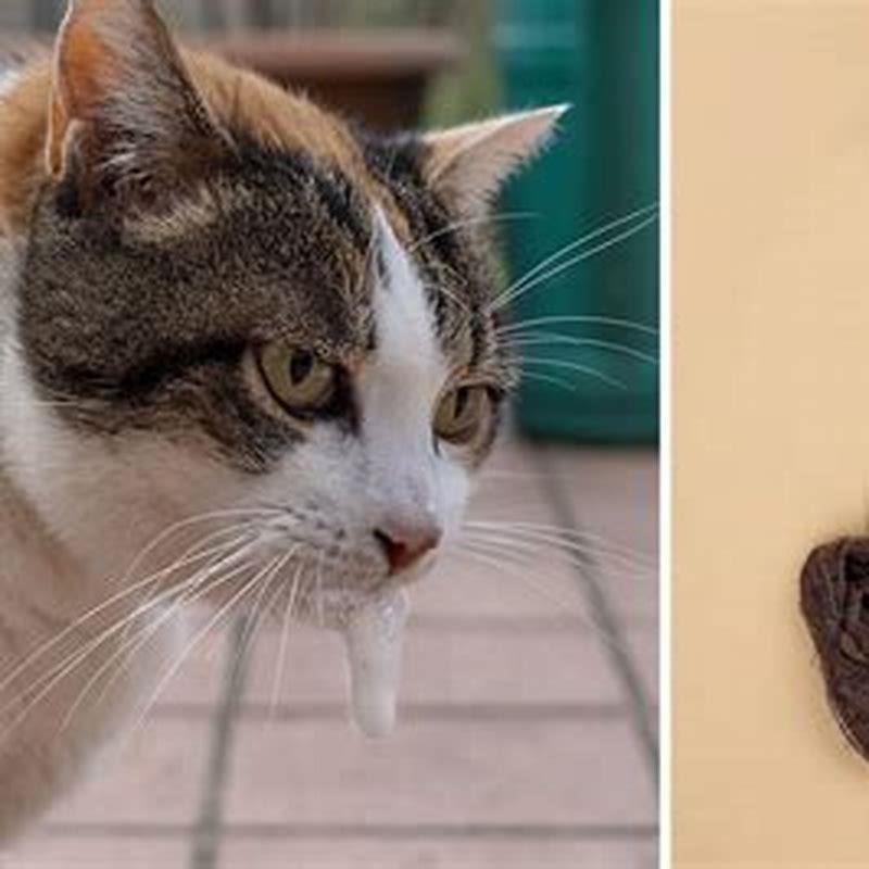How do you help a cat get a hairball out?