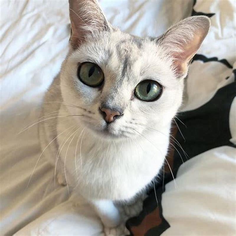 How do you identify a Burmilla cat?