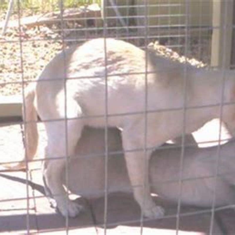 How do you know if your cat is in mating season?