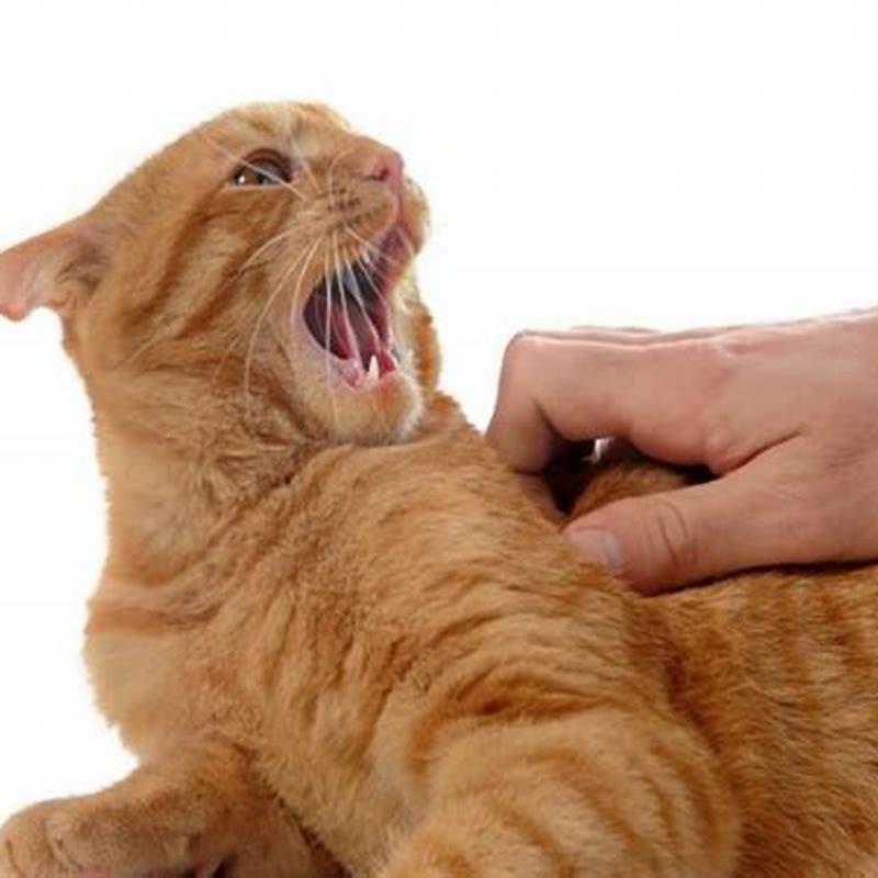 How do you know if your cat is overstimulated?