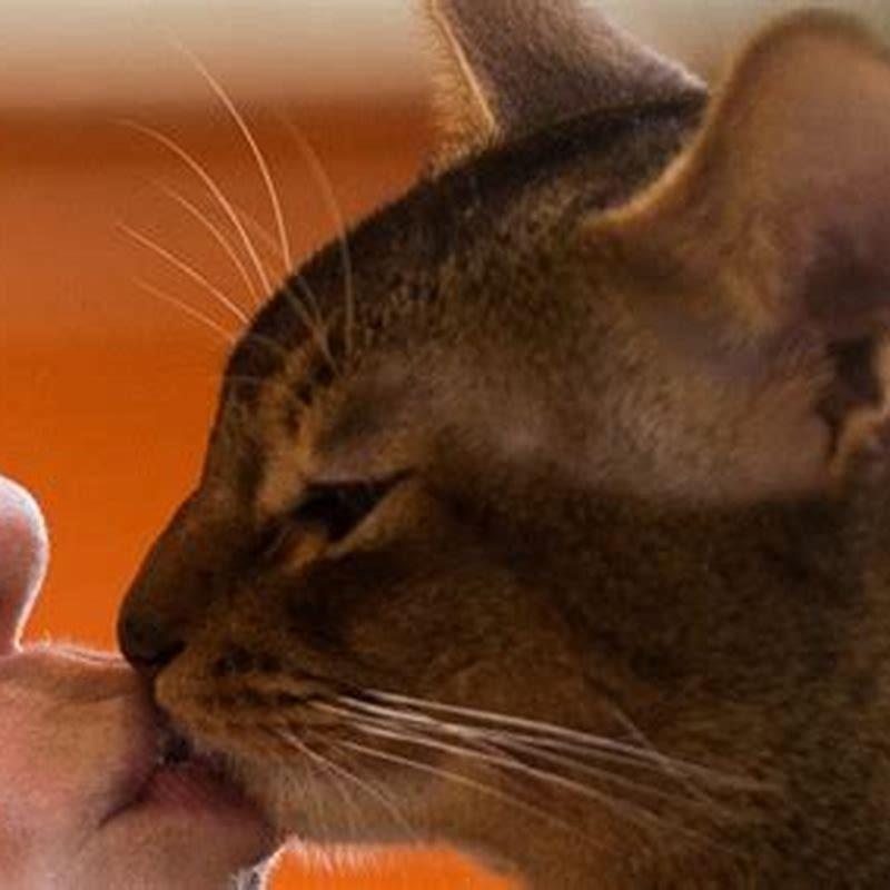 How do you know if your cat loves you?
