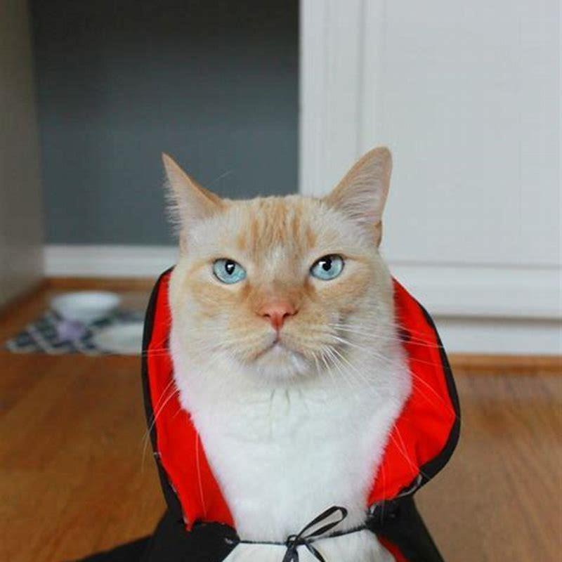 How do you make a cat costume for Halloween? DIY Seattle