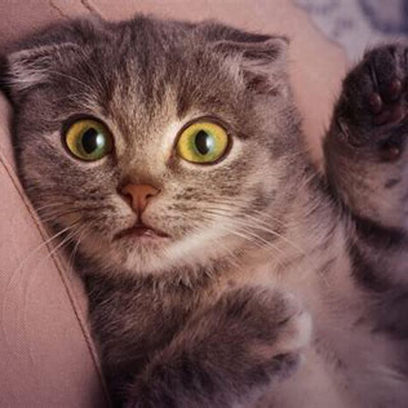 How do you pet a kitten?