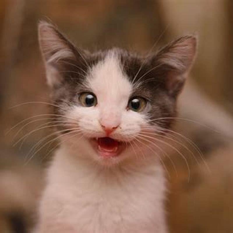 How do you stop a cat from nipping?