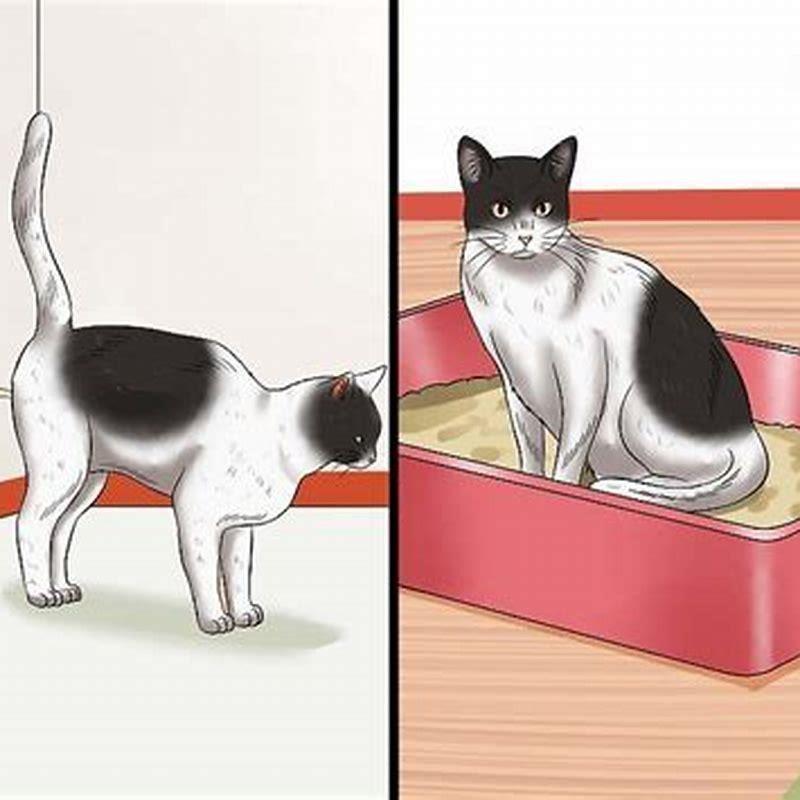 How do you stop a cat from spraying urine?
