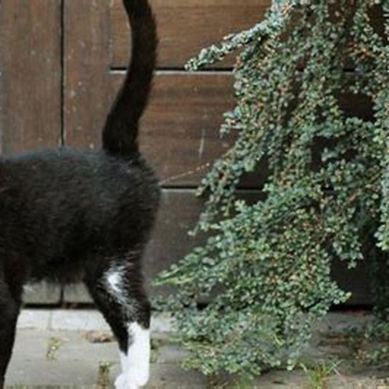 How do you stop a female cat from spraying?