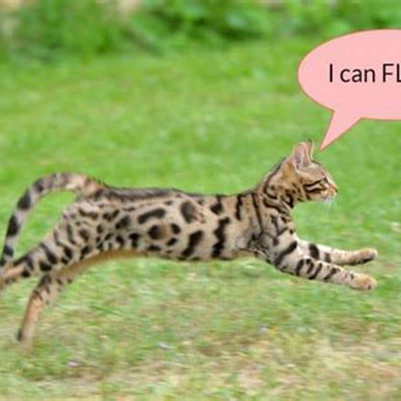 How do you stop an indoor cat from running away?