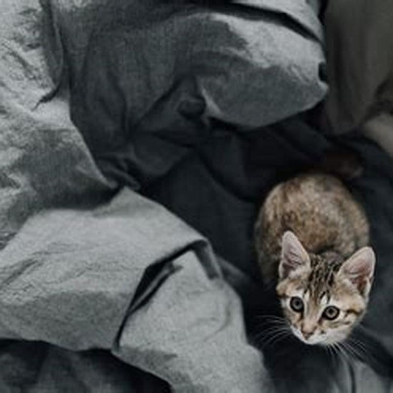 How do you stop cats from peeing where they shouldn t?