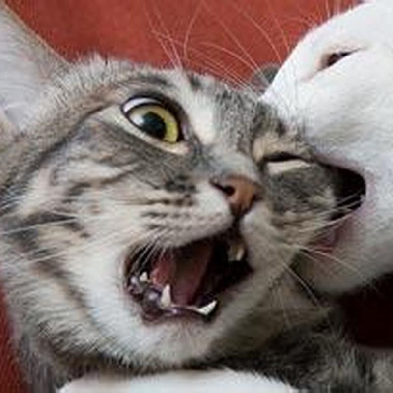How do you stop two feral cats from fighting?