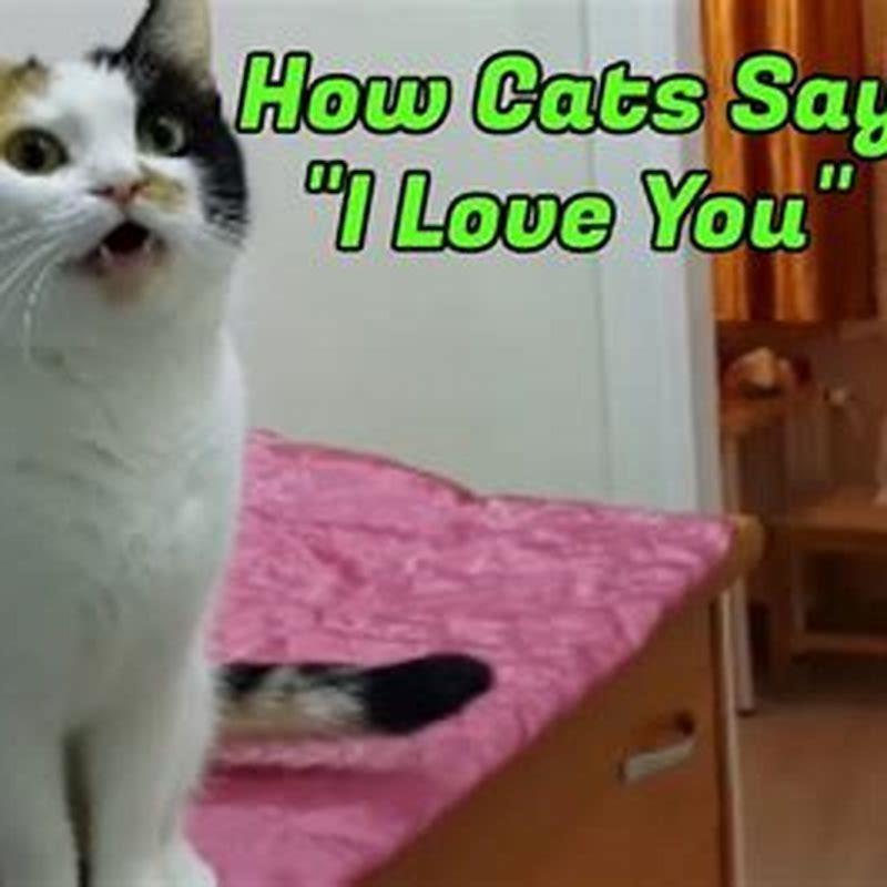 How do you tell a cat you love them in cat?
