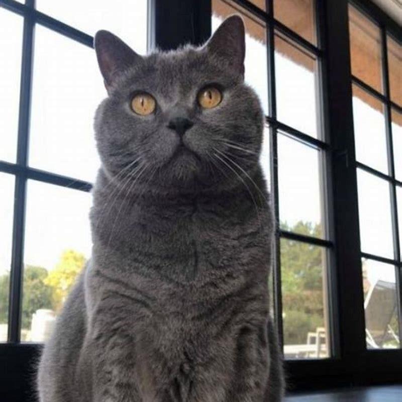 How do you tell if a cat is a Chartreux?