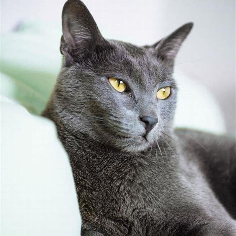 how-do-you-tell-if-a-cat-is-a-true-russian-blue-diy-seattle