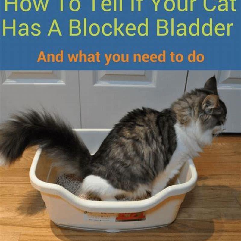 How Do You Tell If Your Cat Has A Bladder Infection Diy Seattle 8271