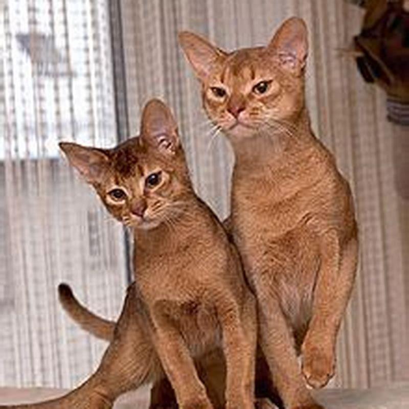 How do you tell if your cat is an Abyssinian?