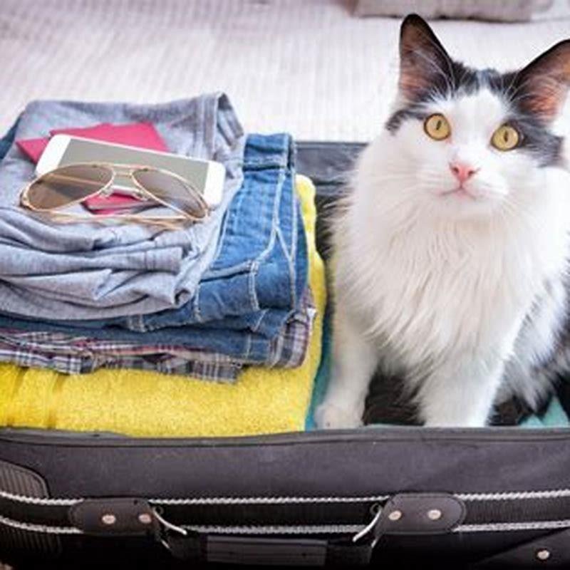 travel cross country with cats